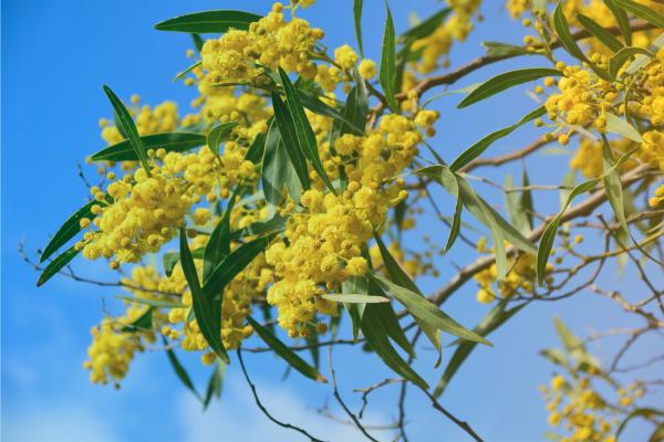 Blossoming branch of wattle tree
